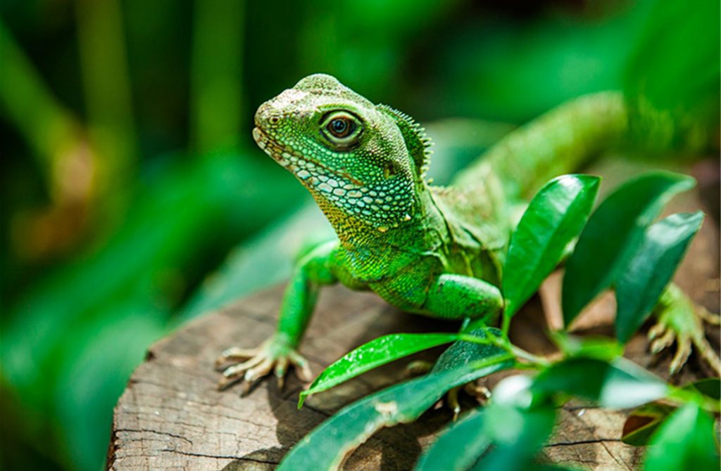 What To Check When Getting A Good Reptiles
