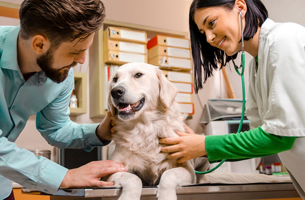 Why You Need A Vet Wellness Plan